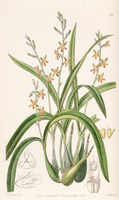 Prosthechea ochracea door Miss Drake